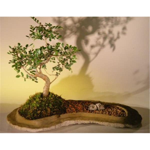 Paisaje Chinese Elm Bonsai Tree On Rock Slab - Ulmus Parvifolia PA2803673 - main